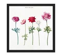 Wall Art Print Five Studies Of Anemones Pretty Flowers Drawing Square Framed Picture 16X16 Inch Artery8 Black W16 inch x H16 inch
