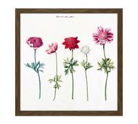 Wall Art Print Five Studies Of Anemones Pretty Flowers Drawing Square Framed Picture 16X16 Inch Artery8 Brown W16 inch x H16 inch