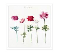Wall Art Print Five Studies Of Anemones Pretty Flowers Drawing Square Framed Picture 16X16 Inch Artery8 White W16 inch x H16 inch