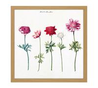 Wall Art Print Five Studies Of Anemones Pretty Flowers Drawing Square Framed Picture 16X16 Inch Artery8 Light Oak W16 inch x H16 inch