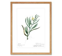 Wall Art Print Flower Plant Botany John Torry Art Framed 9x7 inch Artery8 Beige W7 inch x H9 inch