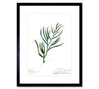 Wall Art Print Flower Plant Botany John Torry Art Framed 9x7 inch Artery8 Black W7 inch x H9 inch