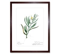 Wall Art Print Flower Plant Botany John Torry Art Framed 9x7 inch Artery8 Brown W7 inch x H9 inch