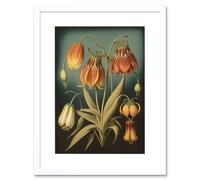 Wall Art Print Fritillaria Flower Plant Ernst Haeckel Inspired Plant Study Modern Watercolour Painting Artwork Framed 9X7 Inch Artery8 White W7 inch x H9 inch