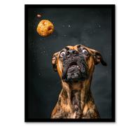 Wall Art Print Funny Boxer Dog Lover Treat Catch Photo Art Framed Poster Artery8 Black W12 inch x H16 inch