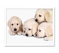 Wall Art Print Golden Retriever Puppy Dogs Pet Puppies Cute Baby Animal Photograph Art Framed Artery8 White W12 inch x H16 inch
