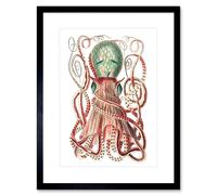 Wall Art Print Granulated Cuttle Octopus White Art Framed 9x7 inch Artery8 Black W7 inch x H9 inch