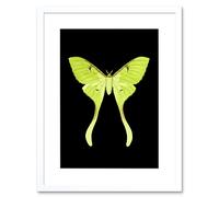 Wall Art Print Green Luna Moth Art Framed 9x7 inch Artery8 White W7 inch x H9 inch