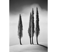 Wall Art Print Group of Cypress Trees on Snowy Hill Minimalist Black and White Photograph Cypresses in Foggy Winter Landscape Poster Artery8 Grey W24 inch x H32 inch