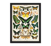 Wall Art Print Millot Encyclopedia Page Moths Butterflies Large Framed Wall Décor Art Artery8 White W18 inch x H24 inch