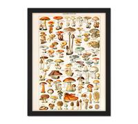 Wall Art Print Millot Encyclopedia Page Mushrooms Fungus Large Framed Wall Décor Art Artery8 White W18 inch x H24 inch