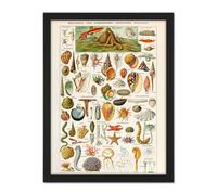 Wall Art Print Millot Encyclopedia Page Shells Molluscs Large Framed Wall Décor Art Artery8 White W18 inch x H24 inch
