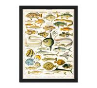 Wall Art Print Millot Encyclopedia Page Variety Sea Fish Large Framed Wall Décor Art Artery8 White W18 inch x H24 inch