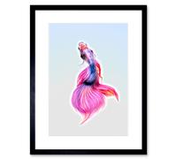 Wall Art Print Siamese Fighting Fish Pink Framed Artery8 Black W7 inch x H9 inch