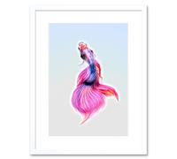 Wall Art Print Siamese Fighting Fish Pink Framed Artery8 White W7 inch x H9 inch