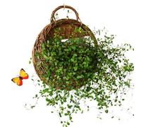 Wall Basket - Hand-Woven Rattan Flower Holder, Vertical Hanging Willow Vessel, Suspended Twig HeRrb Container, Wicker BraiIded Mountable Vase | Flora Display for Florists & Interior Designers