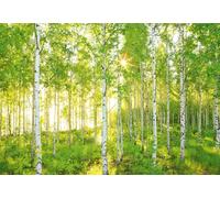 Forest Wall Mural White Poplar photo Wallpaper 368x254cm Green Trees sunny day