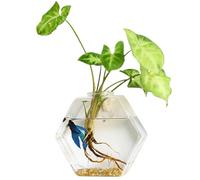 Wall Planter Hydroponic Hexagonal Plant Propagation Wall Hanging Plant Terrarium Transparent DIY Glass Propagation Station for Home Office, Large, 6.69x6.69inWall Planter