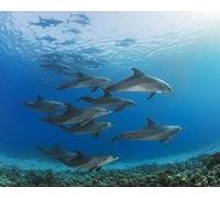 Wall Rogues WR50542 Underwater Dolphins - Paste The Wall Wallpaper Mural - 300cm x 240cm - Blue