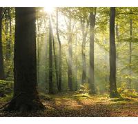 Wall Rogues WR50566 3 x 2.4 m "Tranquil Forest" Mural Wallpaper - Green