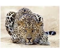 Wallarena Photo Wallpaper Animals Tiger Non-Woven Wall Mural Modern 350X250 Cm