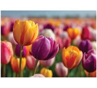 Wallarena Photo Wallpaper Flowers Tulips Wall Mural Non-Woven Modern 300X210 Cm