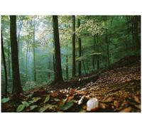 Wallarena Photo Wallpaper Forest 3D Bedroom Non-Woven Wall Mural Modern 250X175 Cm