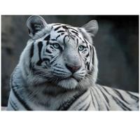 Wallarena Photo Wallpaper Tiger Nature Bedroom Non-Woven Wall Mural Modern 250X175 Cm