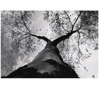 Wallarena Photo Wallpaper Tree Black And White Forest Non-Woven Wall Mural Modern 300X210 Cm