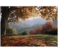 Wallarena Photo Wallpaper Tree Landscape 3D Bedroom Non-Woven Wall Mural Modern 300X210 Cm