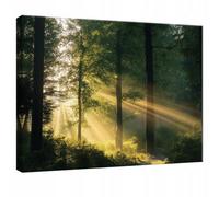 Wallarena Printed Canvas Wall Art Forest Nature Home Decor Paintings Kitchen Bedroom 100X70 Cm