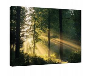Wallarena Printed Canvas Wall Art Forest Nature Home Decor Paintings Kitchen Bedroom 60X40 Cm