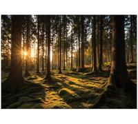 WallArena Vinyl Textured Photo Wallpaper Forest 368 x 254 cm