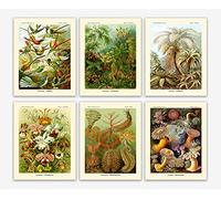 Wallbuddy Ernst Haeckel Prints and Botanical Decor - Vintage Wall Art Aesthetic Room Decor, Flowers & Trees Vintage Collage Art Minimalist Wall Art with 6 Unique Botanical Prints (8 x 10)