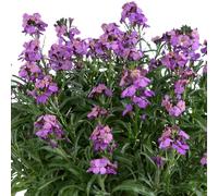 Wallflower 'Lilac Wonder' Plug Plant x 4. Long flowering perennial lilac erysimum, ideal for rockeries and pollinators. Available from Bedwen Plants