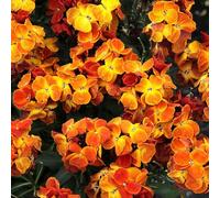 Wallflower 'Sugar Rush Orange'. 7cm Plant x 3. Fragrant, low maintenance perennial flowers. Winter bedding plants. Bedwen Plants Online Garden Centre.