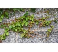 Wallpaper 3D Mural Vintage Green Vine Brick Wall Photo Mural Home Decor for Living Room and Bedroom -songqians-08816-350cmx250cm