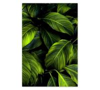 Wallpaper Non-Woven 169x254cm Beautiful Green Leaves No. H10697M_TV5BY