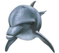 Walls of the Wild Dolphin wall sticker - Front view Giant size 50.8cm x 50.8cm 20" x 20" Use this Dolphin on it's own or a part of a whole wall Under the sea themed mural