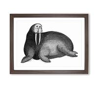 Walrus In Black & White By George Shaw Vintage Framed Print | A3 Walnut Framed Wall Art | Ready to Hang | Classic Nature Picture | Living Room Bedroom Lounge Office