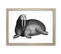 Walrus In Black & White By George Shaw Vintage Framed Wall Art Print, Ready to Hang Picture for Living Room Bedroom Home Office Décor, Oak A4 (34 x 25 cm)