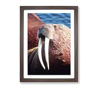 Walrus Modern Framed Wall Art Print, Ready to Hang Picture for Living Room Bedroom Home Office Décor, Walnut A3 (34 x 46 cm)