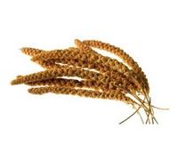 Walter Harrison's Millet Sprays Bird Food - 10 Inch - 15kg