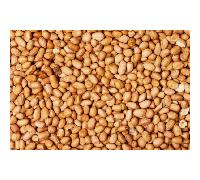 Walter Harrison's Premium Peanuts Bird Food - 25kg