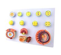 WANGCAIER Human Fertilization and Early Embryo Development Process Model, Premium Obstetrics Fetal Development Manikin for Medical Teaching and Demonstration