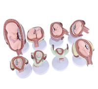 WANGCAIER Human Fetal Development Model Set Fetal Development Anatomy Gynecology Model 8Pcs Female Pregnancy Series Pregnancy Embryo Development Process Model
