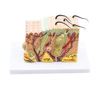 WANGCAIER Human Organ Teaching Model Human Anatomical Skin Texture Subcutaneous Tissue Dissection Model Biology Medical Teaching Aids