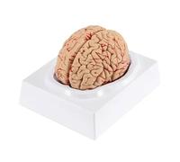 WANGCAIER Human Organ Teaching Model Human Brain Model Anatomically Accurate Brain Human Brain Anatomy For Science Classroom Study Display Teach Medical Model