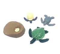 WANGCL Set of 4pcs Life Cycle of a Green Sea Turtle Toy Safari Sea Animal Toys for Kids Students Teacher