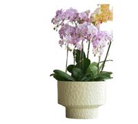 WANGHAI-666 Flower Pot Minimalist Planters: These Round Planters Are Made Of Pearlescent Plastic(Beige,Large)